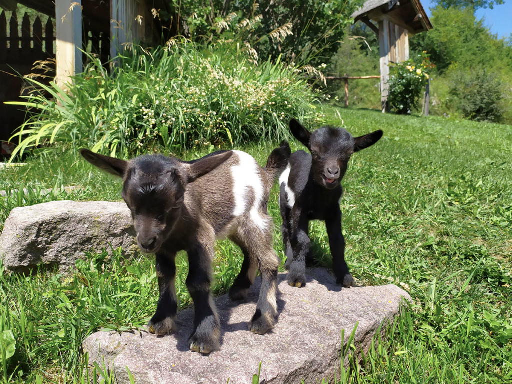 family vacation farm animals