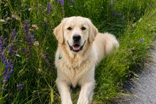 hofkarte-hund