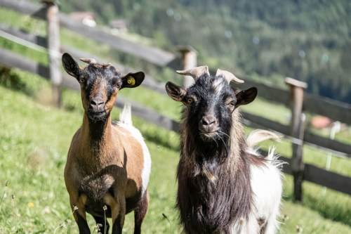 tiere-ziegen